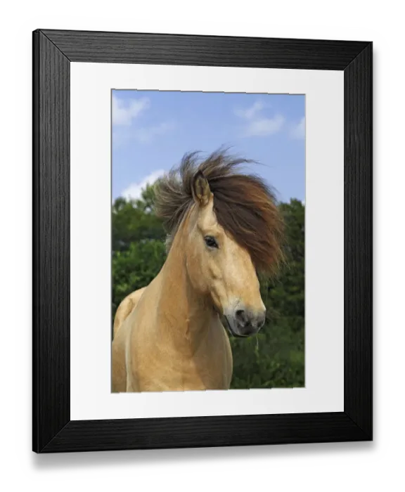 Framed Print : Icelandic Horse, gelding, portrait, Germany, Europe