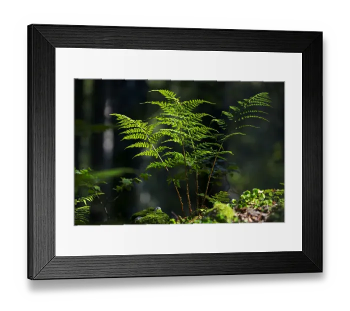 Framed Print : Fern in a forest, Feldberg Mountain, Black Forest, Baden-Wuerttemberg, Germany, Europe, PublicGround Framed Print : Fern in a forest, Feldberg Mountain, Black Forest, Baden-Wuerttemberg, Germany, Europe, PublicGround