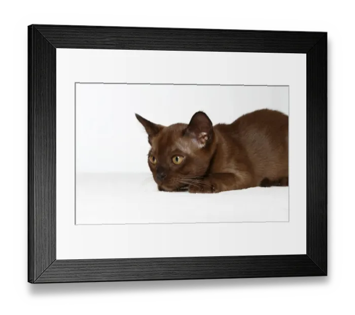 Framed Print : Burmese cat, 10 weeks Framed Print : Burmese cat, 10 weeks