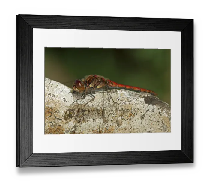 Framed Print : Ruddy Darter -Sympetrum sanguineum-, male, Europa, Switzerland Framed Print : Ruddy Darter -Sympetrum sanguineum-, male, Europa, Switzerland