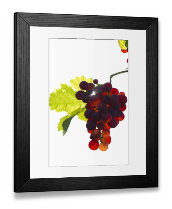 Framed Print : Red Gutedel grapes with backlighting, Markgraeflerland region, Baden-Wurttemberg, Germany, Europe Framed Print : Red Gutedel grapes with backlighting, Markgraeflerland region, Baden-Wurttemberg, Germany, Europe