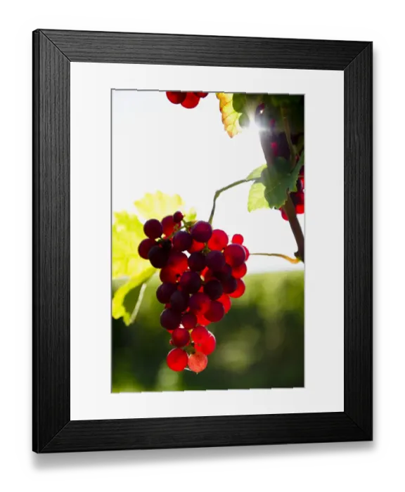 Framed Print : Red Gutedel grapes with backlighting, Markgraeflerland region, Baden-Wurttemberg, Germany, Europe Framed Print : Red Gutedel grapes with backlighting, Markgraeflerland region, Baden-Wurttemberg, Germany, Europe