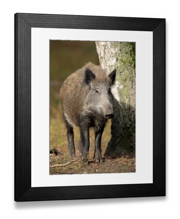 Framed Print : Wild Boar -Sus scrofa-, adult, Hanau, Hesse, Germany Framed Print : Wild Boar -Sus scrofa-, adult, Hanau, Hesse, Germany