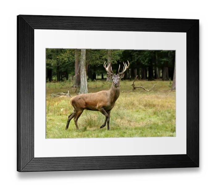 Framed Print : Red Deer -Cervus elaphus-, male, adult, during the rut, captive, Hanau, Hesse, Germany Framed Print : Red Deer -Cervus elaphus-, male, adult, during the rut, captive, Hanau, Hesse, Germany