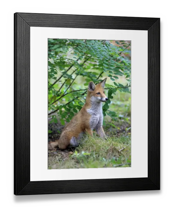 Framed Print : Red Fox -Vulpes vulpes-, adult, alert, captive, Hanau, Hesse, Germany Framed Print : Red Fox -Vulpes vulpes-, adult, alert, captive, Hanau, Hesse, Germany