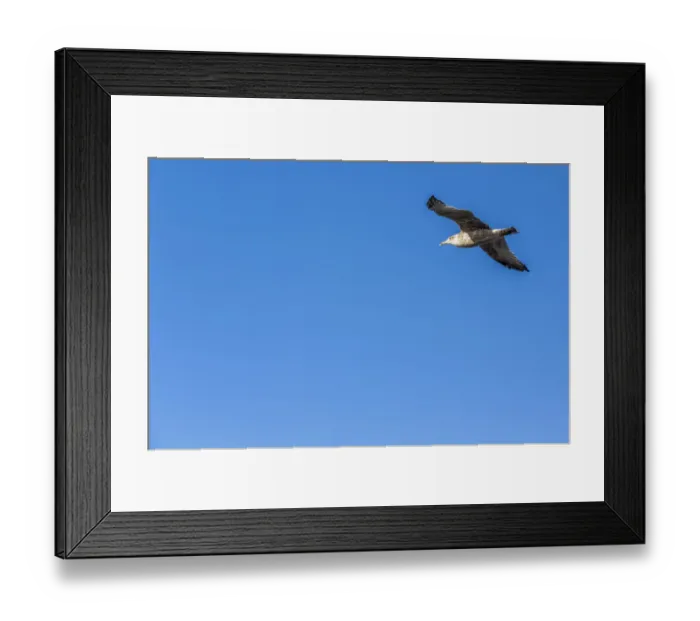 Framed Print : Great Black-backed Gull -Larus marinus- in flight, Carrapateira, Algarve, west coast, Portugal, Atlantic Ocean, Europe Framed Print : Great Black-backed Gull -Larus marinus- in flight, Carrapateira, Algarve, west coast, Portugal, Atlantic Ocean, Europe