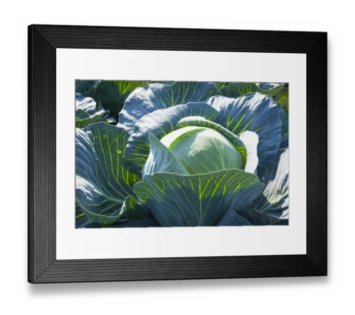 Framed Print : White Cabbage -Brassica oleracea-, Lommatzsch, Saxony, Germany Framed Print : White Cabbage -Brassica oleracea-, Lommatzsch, Saxony, Germany