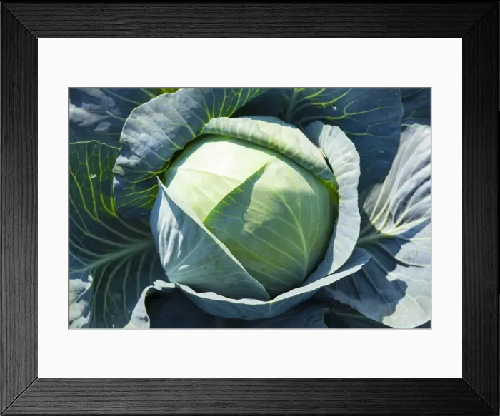Framed Print : White Cabbage -Brassica oleracea-, Lommatzsch, Saxony, Germany Framed Print : White Cabbage -Brassica oleracea-, Lommatzsch, Saxony, Germany