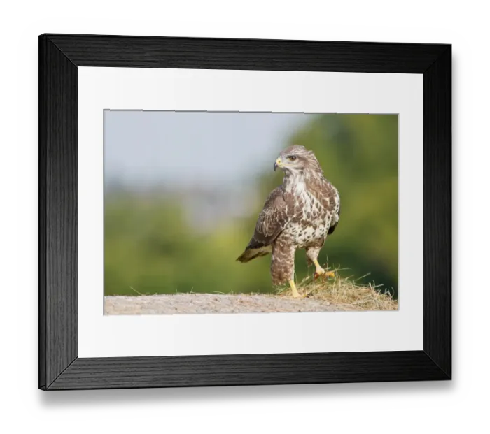 Framed Print : Buzzard -Buteo buteo-, Hessen, Germany