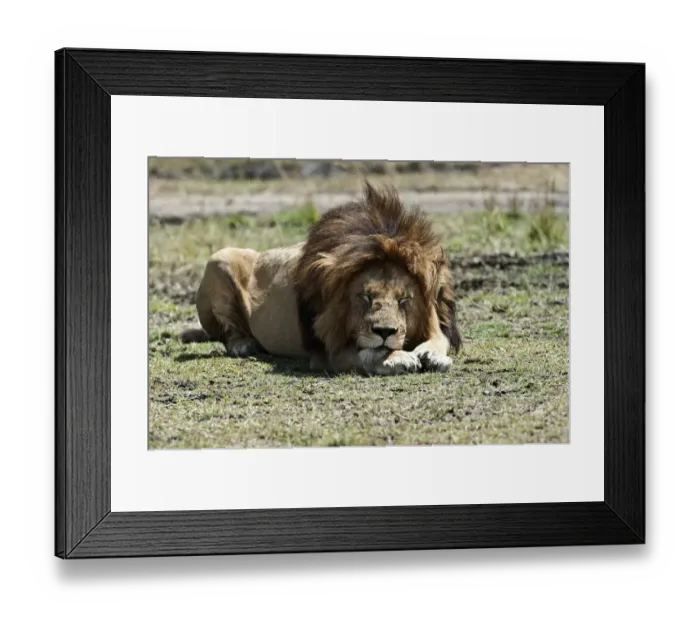 Framed Print : Lion -Panthera leo-, adult, Msai Mara, Kenya Framed Print : Lion -Panthera leo-, adult, Msai Mara, Kenya
