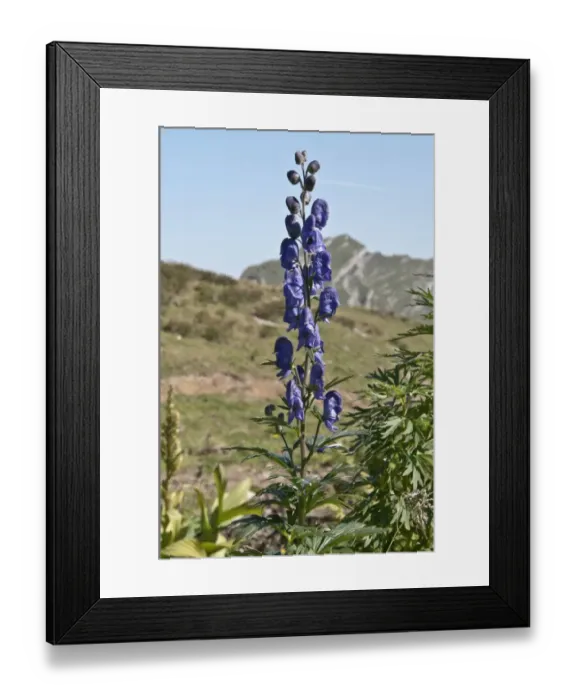 Framed Print : Monkshood -Aconitum napellus-, region of the Kanisfluh massif, Mellau, Austria, Europe Framed Print : Monkshood -Aconitum napellus-, region of the Kanisfluh massif, Mellau, Austria, Europe