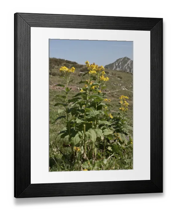 Framed Print : Groundsel -Senecio cordatus-, Kanisfluhgebiet, Mellau, Austria, Europe Framed Print : Groundsel -Senecio cordatus-, Kanisfluhgebiet, Mellau, Austria, Europe