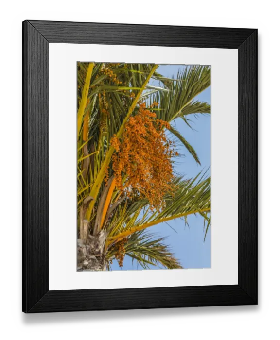 Framed Print : Date palm -Phoenix sp. -, Jardim de Sagres, Sagres, Algarve, Portugal, Europe Framed Print : Date palm -Phoenix sp. -, Jardim de Sagres, Sagres, Algarve, Portugal, Europe