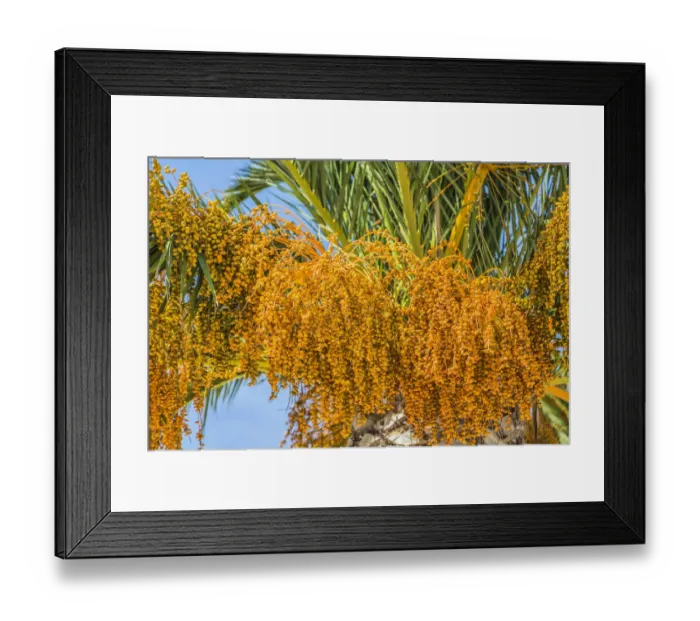 Framed Print : Date palm -Phoenix sp. -, Jardim de Sagres, Sagres, Algarve, Portugal, Europe Framed Print : Date palm -Phoenix sp. -, Jardim de Sagres, Sagres, Algarve, Portugal, Europe