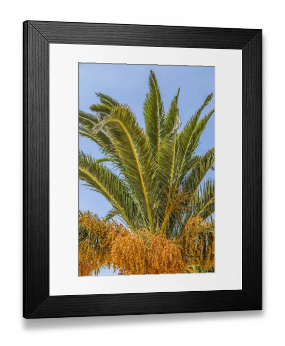 Framed Print : Date palm -Phoenix sp. -, Jardim de Sagres, Sagres, Algarve, Portugal, Europe Framed Print : Date palm -Phoenix sp. -, Jardim de Sagres, Sagres, Algarve, Portugal, Europe