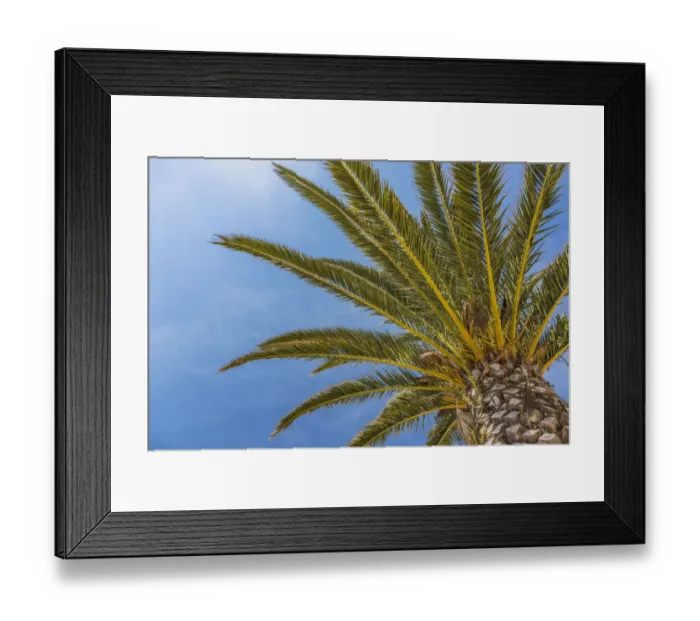 Framed Print : Date palm -Phoenix sp. -, Jardim de Sagres, Sagres, Algarve, Portugal, Europe Framed Print : Date palm -Phoenix sp. -, Jardim de Sagres, Sagres, Algarve, Portugal, Europe