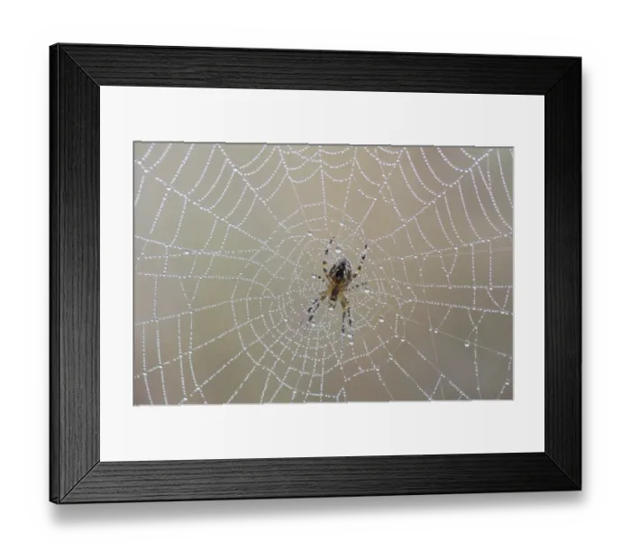 Framed Print : Garden Spider or Cross Orbweaver -Araneus diadematus- sitting on a net with morning dew, Duvenstedter Brook nature reserve, Hamburg, Hamburg, Germany Framed Print : Garden Spider or Cross Orbweaver -Araneus diadematus- sitting on a net with morning dew, Duvenstedter Brook nature reserve, Hamburg, Hamburg, Germany