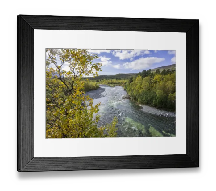 Framed Print : Autumn coloured birch trees on the Abiskojakka river, Abisko National Park, Norrbotten County, Sweden Framed Print : Autumn coloured birch trees on the Abiskojakka river, Abisko National Park, Norrbotten County, Sweden