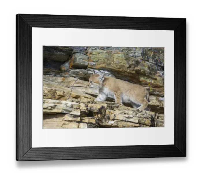 Framed Print : Young wild Eurasian Lynx -Lynx lynx-, in between the rocks of the Abiskojakka River, Abisko National Park, Norrbotten County, Sweden Framed Print : Young wild Eurasian Lynx -Lynx lynx-, in between the rocks of the Abiskojakka River, Abisko National Park, Norrbotten County, Sweden