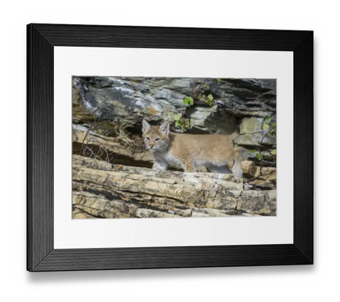 Framed Print : Young wild Eurasian Lynx -Lynx lynx-, in between the rocks of the Abiskojakka River, Abisko National Park, Norrbotten County, Sweden Framed Print : Young wild Eurasian Lynx -Lynx lynx-, in between the rocks of the Abiskojakka River, Abisko National Park, Norrbotten County, Sweden