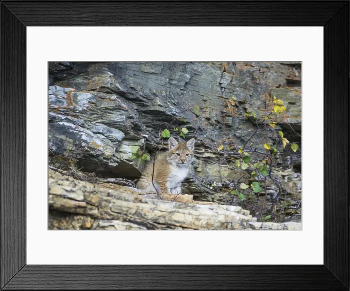 Framed Print : Young wild Eurasian Lynx -Lynx lynx-, in between the rocks of the Abiskojakka River, Abisko National Park, Norrbotten County, Sweden Framed Print : Young wild Eurasian Lynx -Lynx lynx-, in between the rocks of the Abiskojakka River, Abisko National Park, Norrbotten County, Sweden