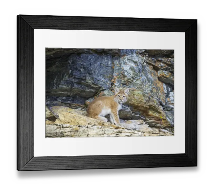 Framed Print : Young wild Eurasian Lynx -Lynx lynx-, in between the rocks of the Abiskojakka River, Abisko National Park, Norrbotten County, Sweden Framed Print : Young wild Eurasian Lynx -Lynx lynx-, in between the rocks of the Abiskojakka River, Abisko National Park, Norrbotten County, Sweden