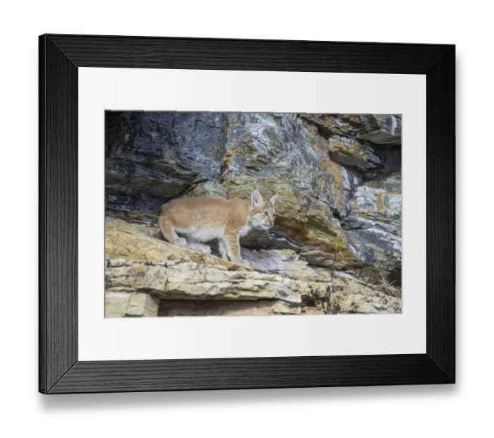 Framed Print : Young wild Eurasian Lynx -Lynx lynx-, in between the rocks of the Abiskojakka River, Abisko National Park, Norrbotten County, Sweden Framed Print : Young wild Eurasian Lynx -Lynx lynx-, in between the rocks of the Abiskojakka River, Abisko National Park, Norrbotten County, Sweden
