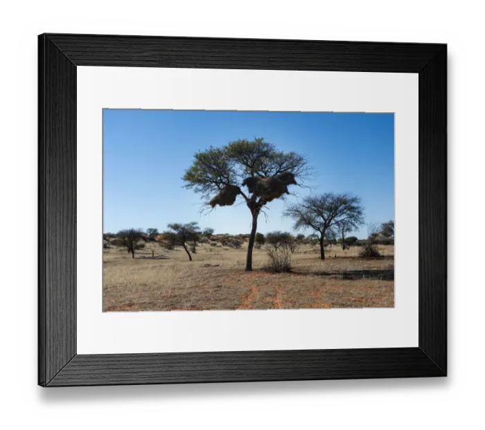 Framed Print : Camel Thorn Tree -Acacia erioloba- with nests of the Sociable Weaver -Philetairus socius-, Kalahari Desert, Namibia Framed Print : Camel Thorn Tree -Acacia erioloba- with nests of the Sociable Weaver -Philetairus socius-, Kalahari Desert, Namibia
