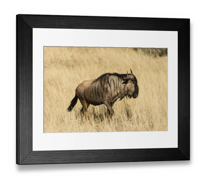 Framed Print : Blue Wildebeest -Connochaetes taurinus-, Kalahari Desert, Namibia Framed Print : Blue Wildebeest -Connochaetes taurinus-, Kalahari Desert, Namibia