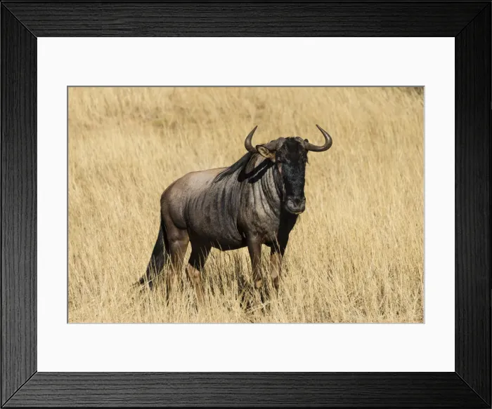 Framed Print : Blue Wildebeest -Connochaetes taurinus-, Kalahari Desert, Namibia Framed Print : Blue Wildebeest -Connochaetes taurinus-, Kalahari Desert, Namibia