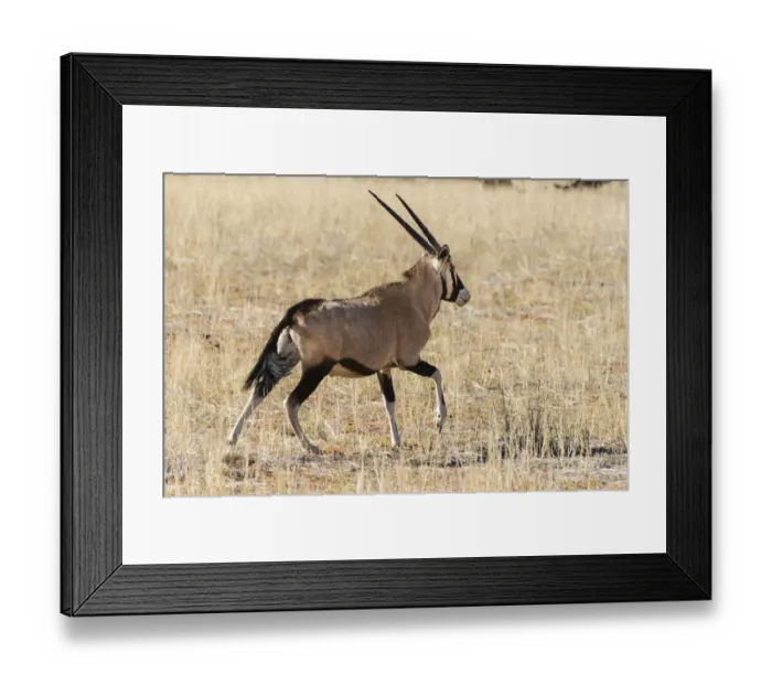 Framed Print : Gemsbok -Oryx gazella-, Kalahari Desert, Namibia Framed Print : Gemsbok -Oryx gazella-, Kalahari Desert, Namibia