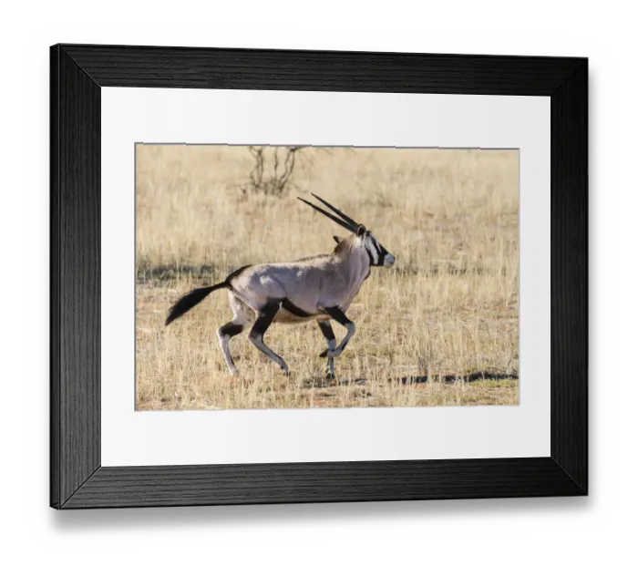 Framed Print : Gemsbok -Oryx gazella-, Kalahari Desert, Namibia Framed Print : Gemsbok -Oryx gazella-, Kalahari Desert, Namibia