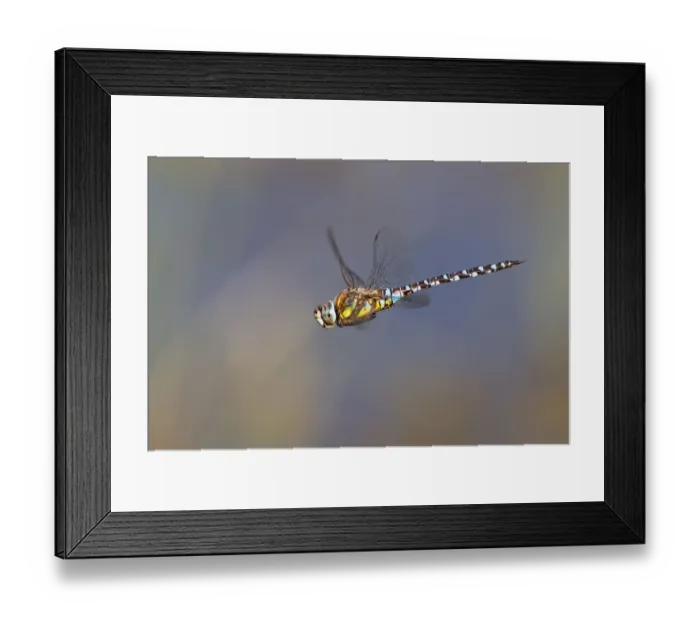Framed Print : Migrant Hawker -Aeshna mixta- in flight, North Hesse, Hesse, Germany Framed Print : Migrant Hawker -Aeshna mixta- in flight, North Hesse, Hesse, Germany