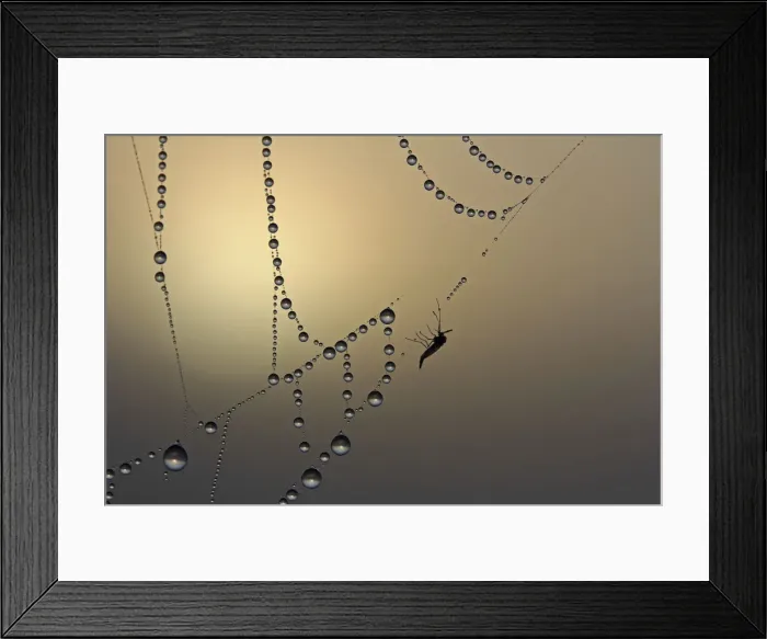 Framed Print : Cobweb, fog, dew, dewdrops, dead insect Framed Print : Cobweb, fog, dew, dewdrops, dead insect