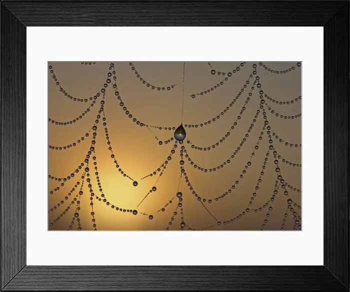 Framed Print : Dewdrops on a spider web in front the sunrise, macro Framed Print : Dewdrops on a spider web in front the sunrise, macro