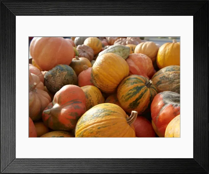 Framed Print : Fresh whole pumpkins and squashes Framed Print : Fresh whole pumpkins and squashes