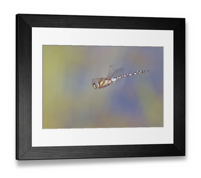 Framed Print : Migrant Hawker -Aeshna mixta- in flight, North Hesse, Hesse, Germany Framed Print : Migrant Hawker -Aeshna mixta- in flight, North Hesse, Hesse, Germany