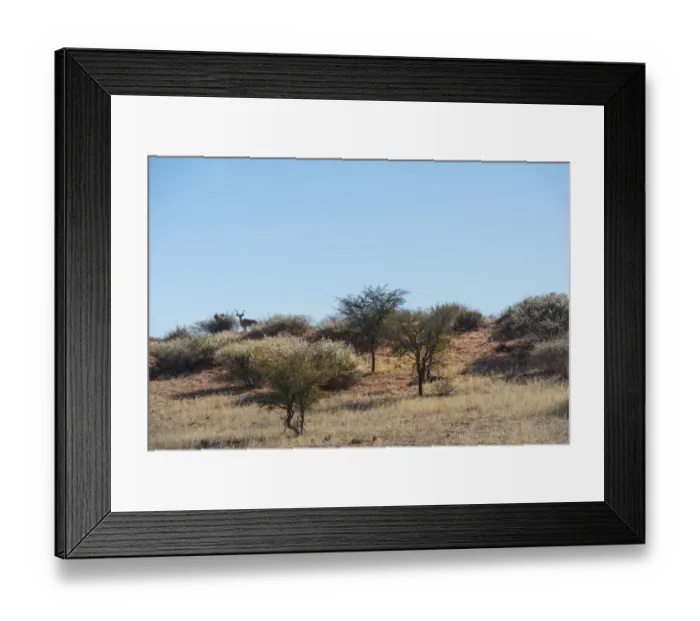 Framed Print : Greater Kudu -Tragelaphus strepsiceros- on sand dune, Kalahari, Namibia Framed Print : Greater Kudu -Tragelaphus strepsiceros- on sand dune, Kalahari, Namibia