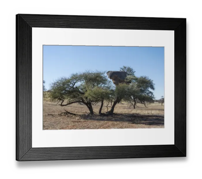 Framed Print : Camel thorn tree -Acacia erioloba- with nesting colony of the Sociable Weaver -Philetairus socius-, Kalahari, Namibia Framed Print : Camel thorn tree -Acacia erioloba- with nesting colony of the Sociable Weaver -Philetairus socius-, Kalahari, Namibia