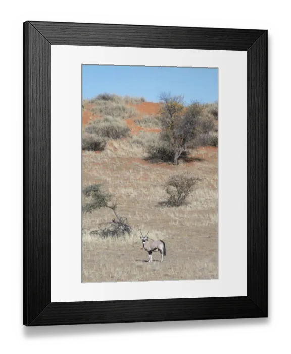 Framed Print : Gemsbok -Oryx gazella-, Kalahari, Namibia Framed Print : Gemsbok -Oryx gazella-, Kalahari, Namibia