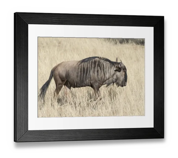 Framed Print : Blue Wildebeest -Connochaetes taurinus-, Kalahari, Namibia Framed Print : Blue Wildebeest -Connochaetes taurinus-, Kalahari, Namibia