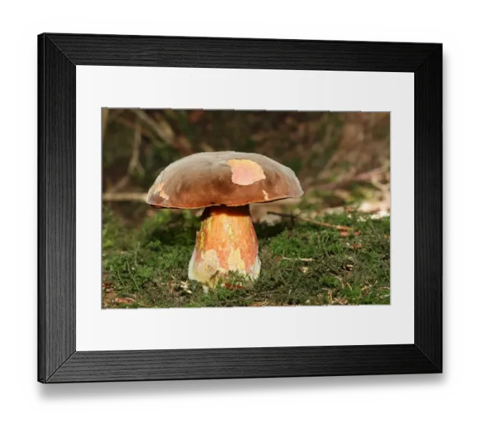 Framed Print : Dotted stem bolete -Boletus erythropus-, Allgaeu, Bavaria, Germany, Europe Framed Print : Dotted stem bolete -Boletus erythropus-, Allgaeu, Bavaria, Germany, Europe