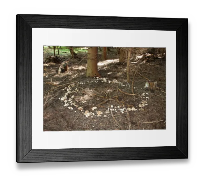 Framed Print : Spotted Toughshank -Rhodocollybia maculata-, growing in a so-called fairy ring, Allgaeu, Bavaria, Germany, Europe Framed Print : Spotted Toughshank -Rhodocollybia maculata-, growing in a so-called fairy ring, Allgaeu, Bavaria, Germany, Europe