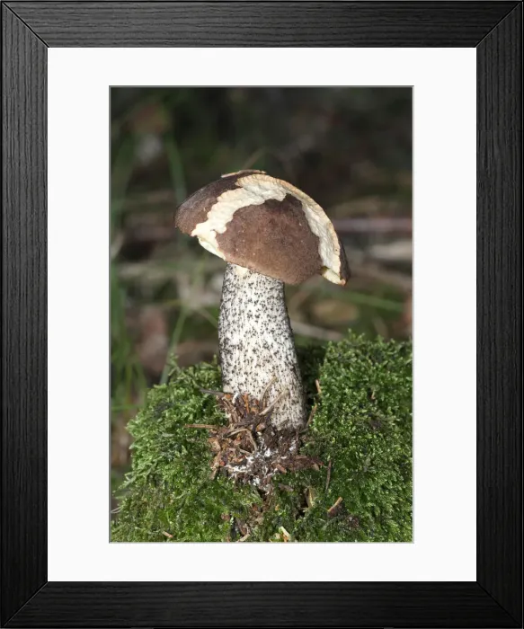 Framed Print : Birch Bolete -Leccinum scabrum-, Allgaeu, Bavaria, Germany, Europe Framed Print : Birch Bolete -Leccinum scabrum-, Allgaeu, Bavaria, Germany, Europe