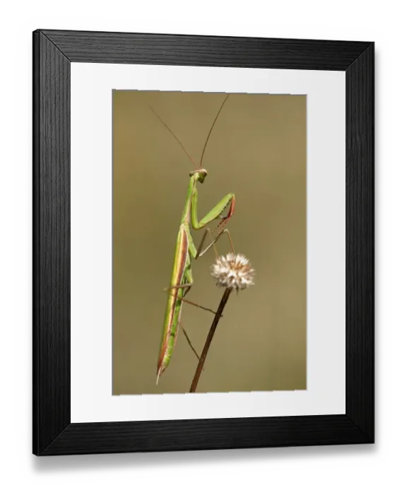 Framed Print : European mantis -Mantis religiosa-, nutrient-poor grassland, departement of Haut-Rhin, France, Europe