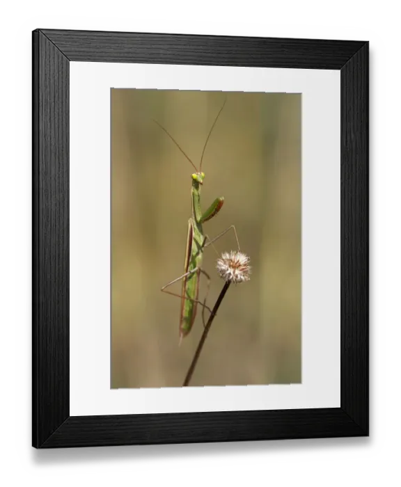Framed Print : European mantis -Mantis religiosa-, nutrient-poor grassland, departement of Haut-Rhin, France, Europe