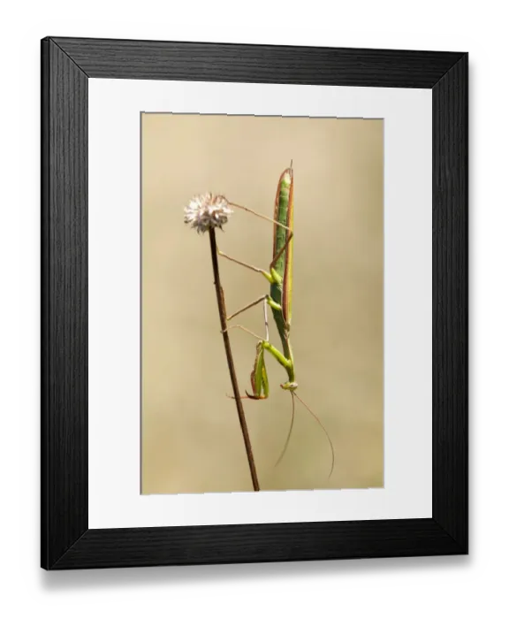 Framed Print : European mantis -Mantis religiosa-, nutrient-poor grassland, departement of Haut-Rhin, France, Europe Framed Print : European mantis -Mantis religiosa-, nutrient-poor grassland, departement of Haut-Rhin, France, Europe