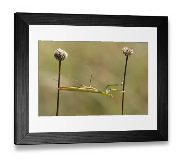 Framed Print : European mantis -Mantis religiosa-, nutrient-poor grassland, departement of Haut-Rhin, France, Europe Framed Print : European mantis -Mantis religiosa-, nutrient-poor grassland, departement of Haut-Rhin, France, Europe