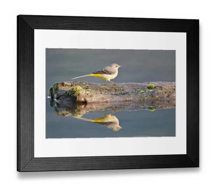 Framed Print : Grey Wagtail -Motacilla cinerea- perched on dead wood reflected in the water, Hesse, Germany Framed Print : Grey Wagtail -Motacilla cinerea- perched on dead wood reflected in the water, Hesse, Germany
