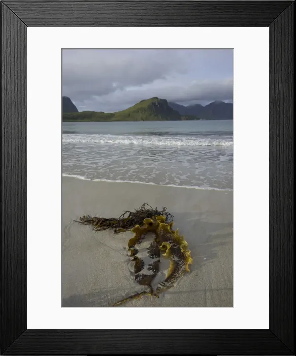 Framed Print : Kelp in the bay of Uttakleiv, Lofoten, Nordland, Norway Framed Print : Kelp in the bay of Uttakleiv, Lofoten, Nordland, Norway